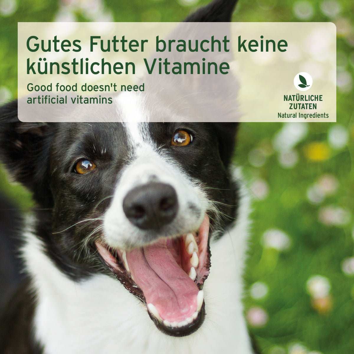 Schwarzweißer Hund mit offenem Maul.  Nassfutter Rind Pur für Hunde mit hochwertigem Rinderfleisch, getreidefrei und ohne künstliche Zusatzstoffe.