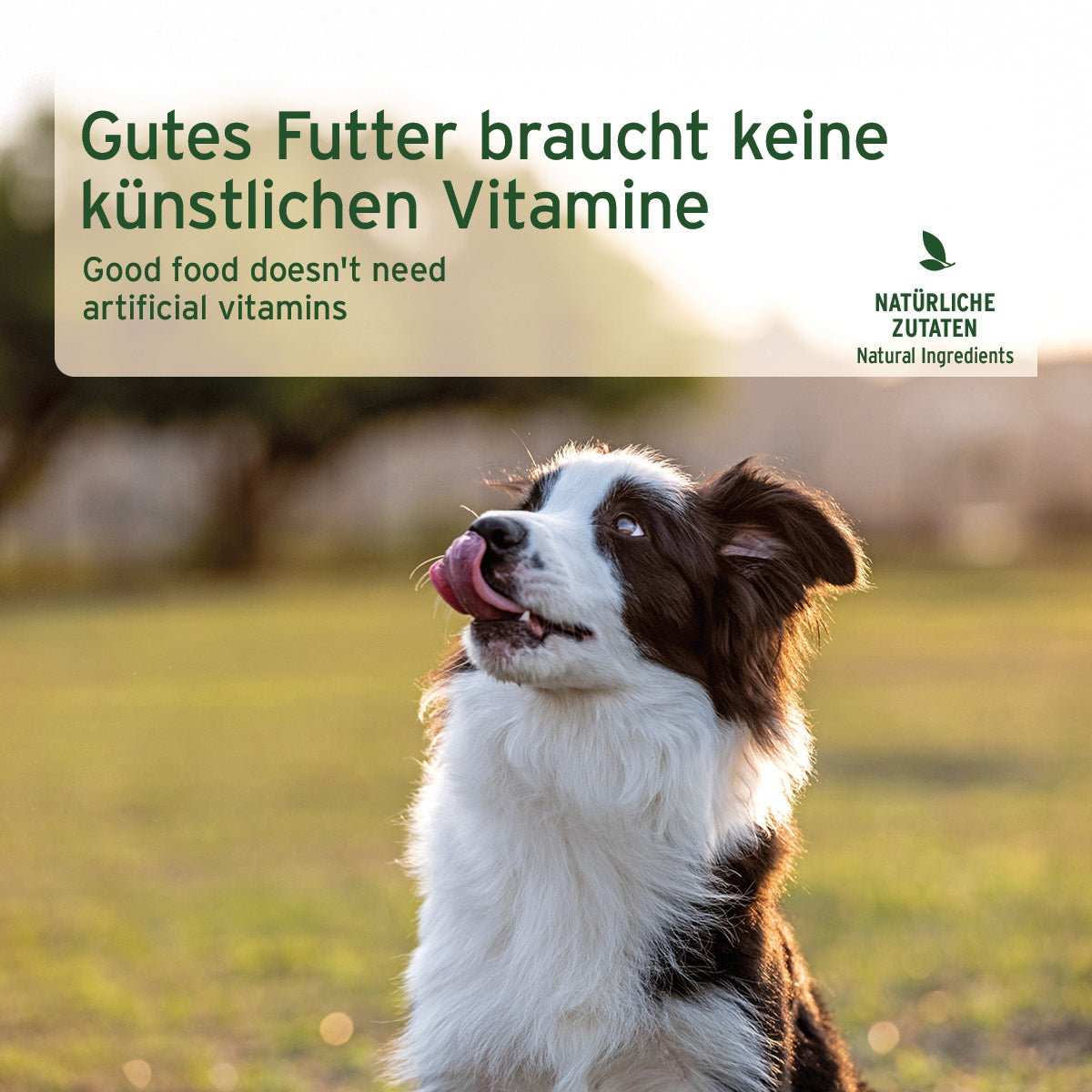 Hund sitz auf grüner Wiese unter einem Werbetext. 