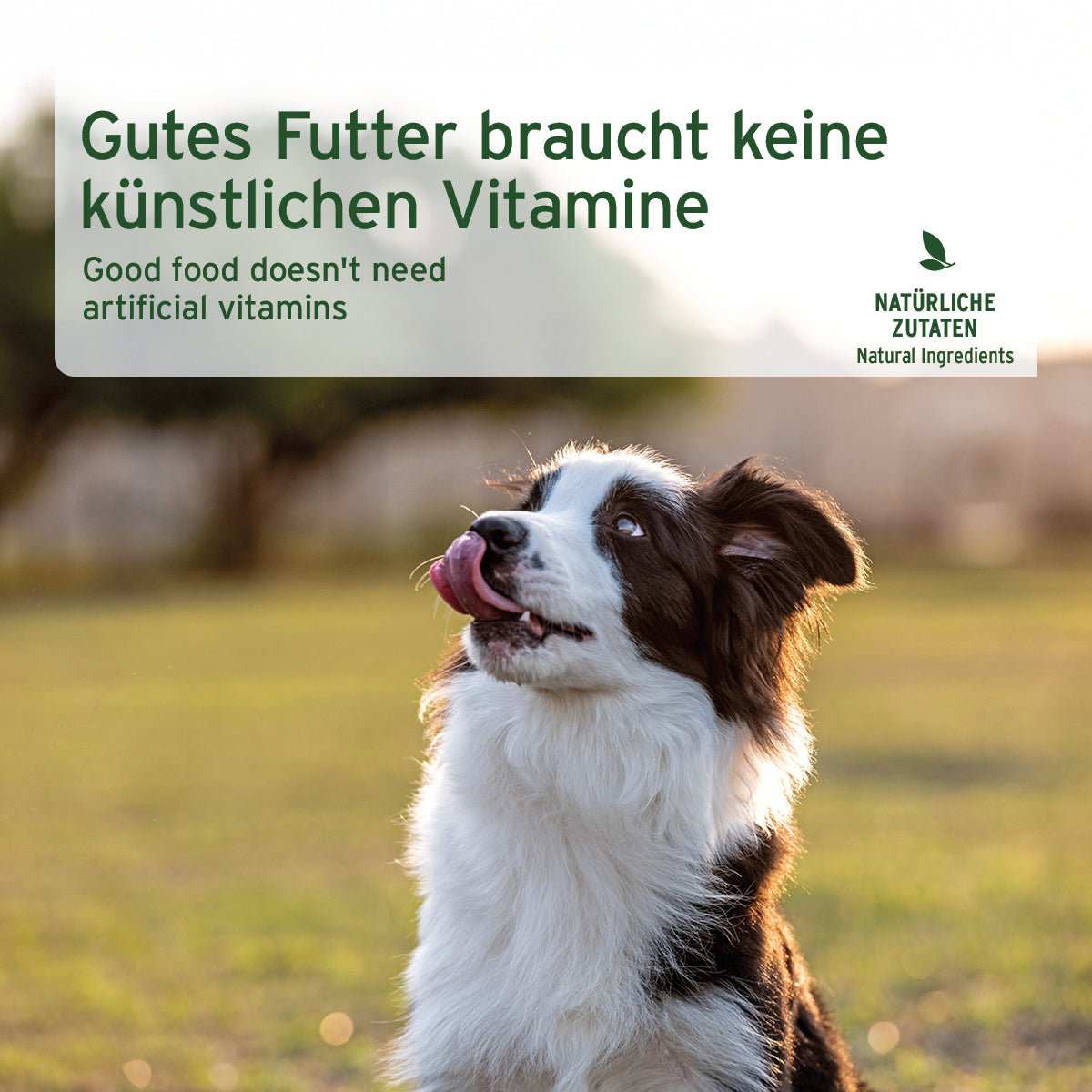 Grüne Infobox mit Informationen zu Nassfutter Ziege Pur für Hunde, reines Ziegenfleisch, getreidefrei, ohne künstliche Zusätze. Darunter ein schwarz weißer Hund auf einer grünen Wiese. 