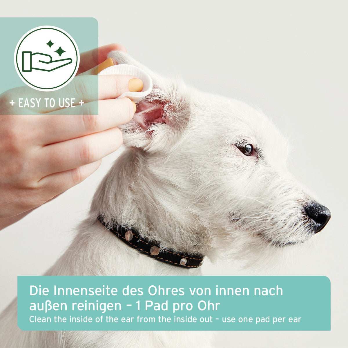 Hund wird Ohr gereinigt.  Darunter Box mit Informationstext Ohren-Reinigungspads mit Aloe Vera für Hunde, Pfoten bei der Reinigung eines Hundes verwenden.