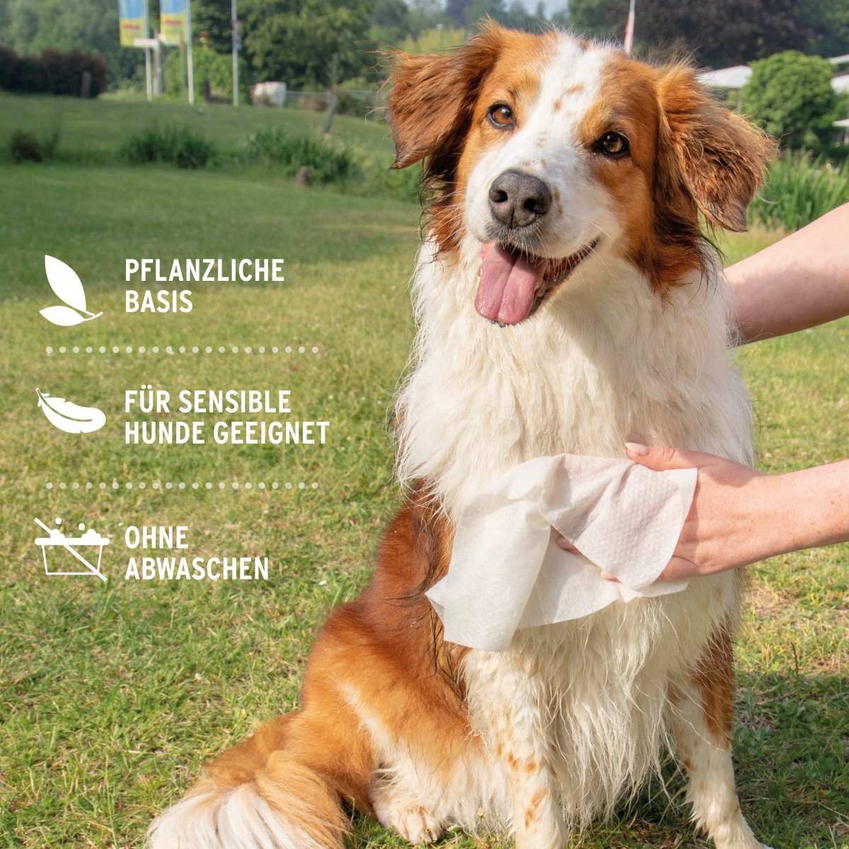 Informationen zu Pflegetücher mit Aloe Vera für Hunde, reißfest, hypoallergen, zur sanften Reinigung von Pfoten und Fell, 20x26 cm. Daneben ein sitzender Hund auf Wiese. 