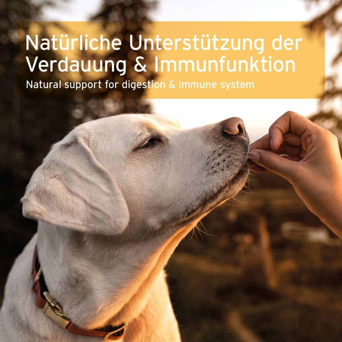 Gelbe Infobox mit Text: Natürliche Unterstützung für Verdauung und Immunsystem bei Hunden; Fokus auf AniForte® Prebiotic TopinPur VET mit Topinambur-Inhaltsstoffen. Darunter ein Hund der einen Hundesnacl bekommt. 