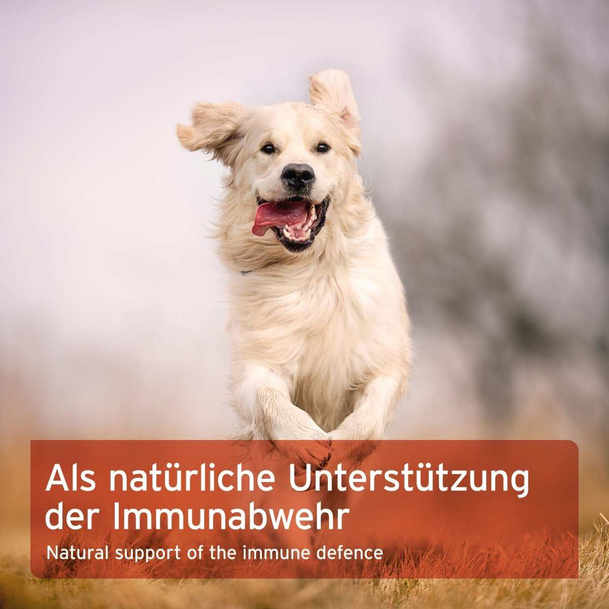 Propolis Pulver für Hunde und Katzen, natürliche Unterstützung für Haut und Immunsystem.