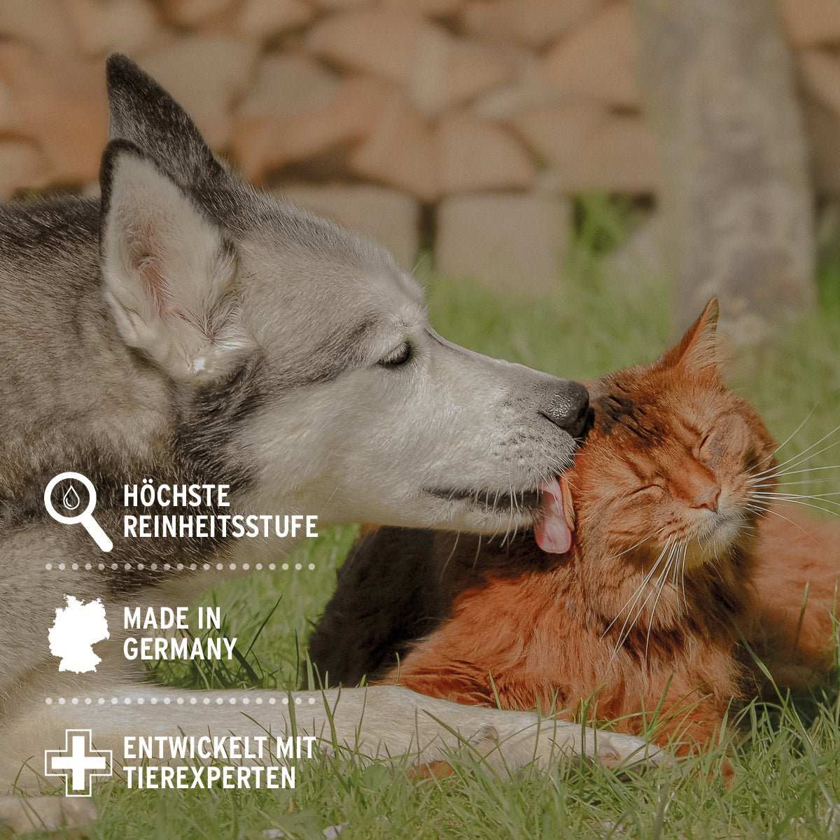 Hund und Katze auf Wiese Informationen zum Silberwasser Spray für Tiere. 