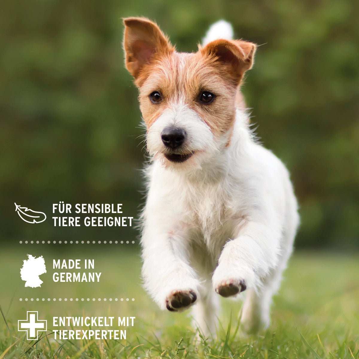 Rennender Hund auf Wiese. Ohrenreiniger für Hunde und Katzen mit Kamille, geeignet für empfindliche Ohren, entwickelt mit Experten, Made in Germany.