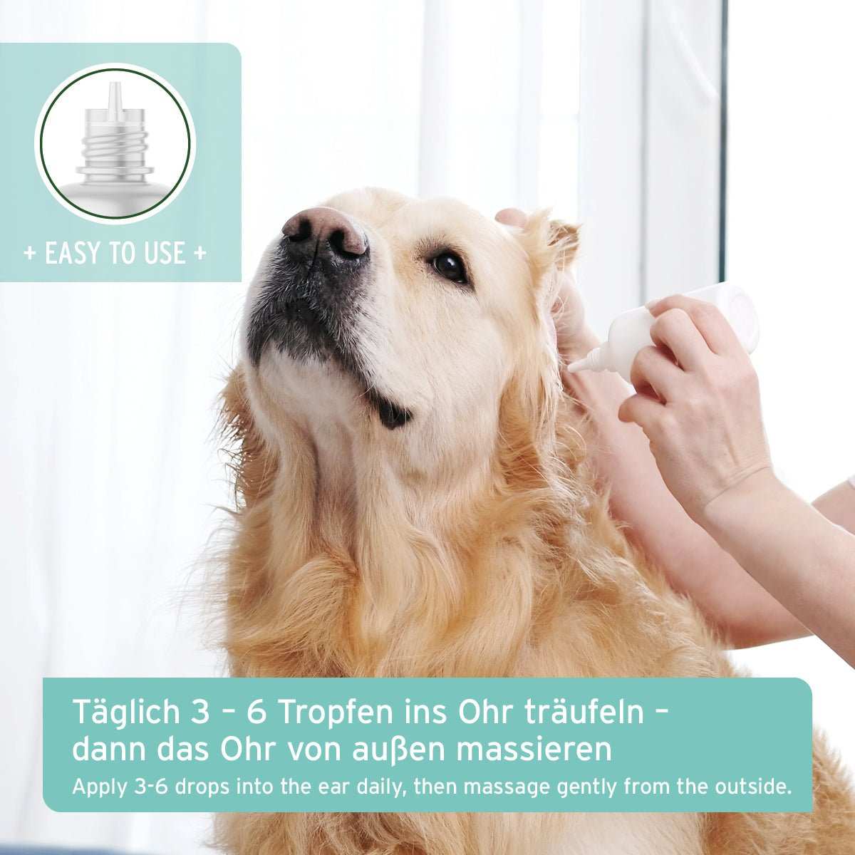 Sitzender Hunde, dem Ohrentropfen ins Ohr geträufelt werden. 