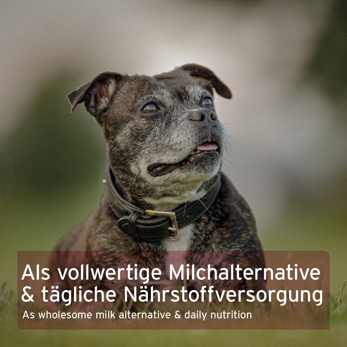 AniForte® Ziegenmilch Pulver für Hunde und Katzen, hochwertige Nährstoffe, verträglich und leicht verdaulich