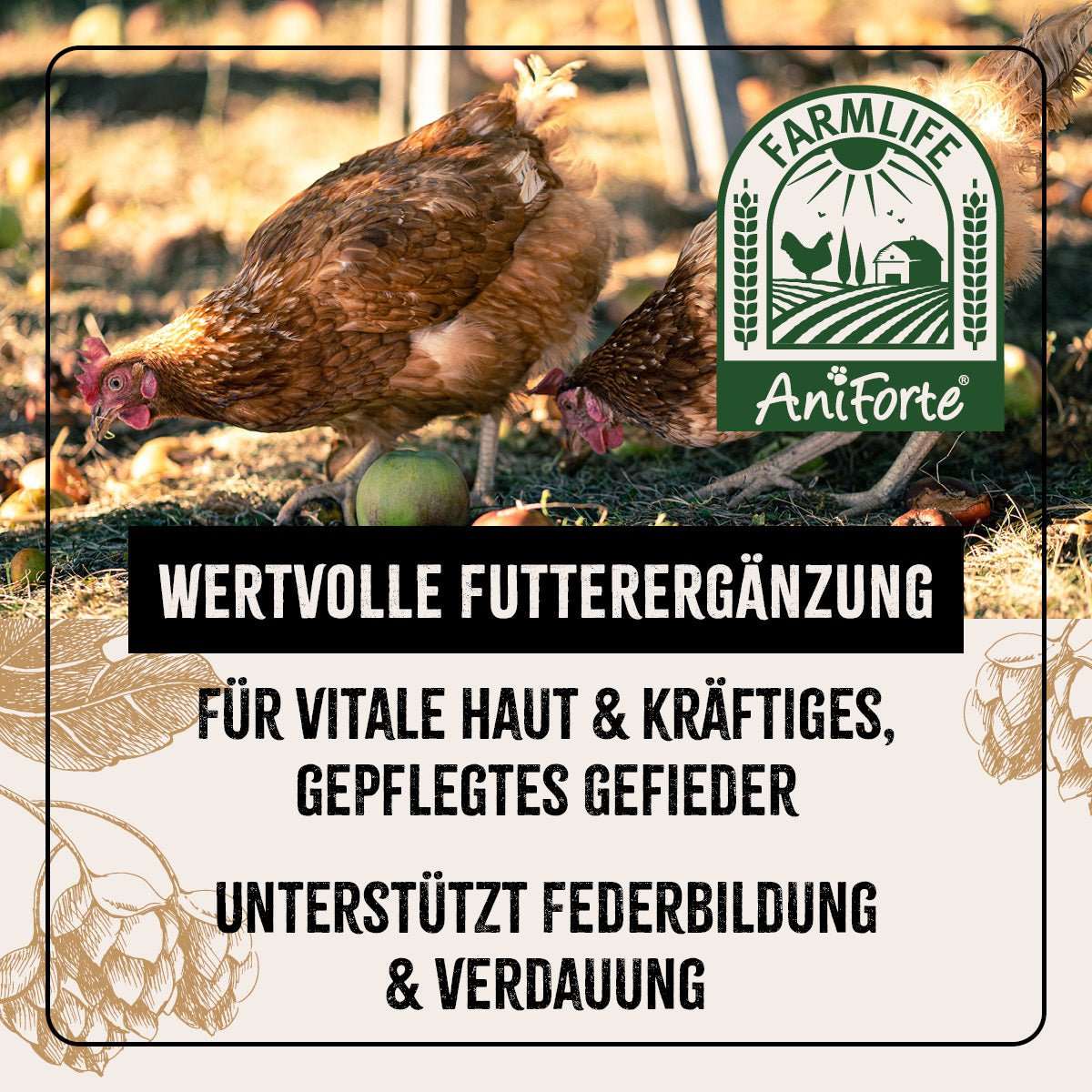 Zwei pickende Hühner und zwei Äpfel. 