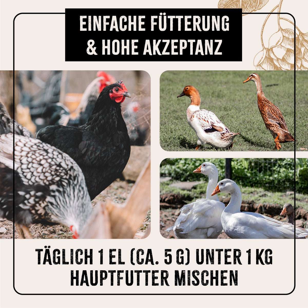 Hühner Hühner, Enten, Wachteln und Gänse in freier Wildbahn. 