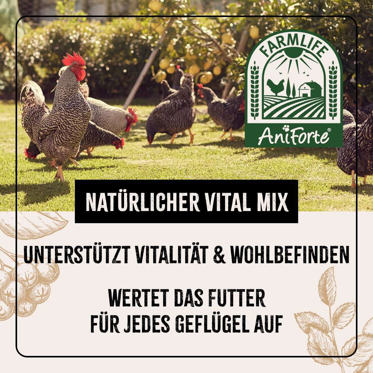 Pickende Hühner auf einer Wiese. 