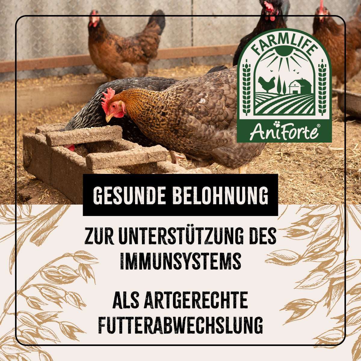 Hühner im Stall. 