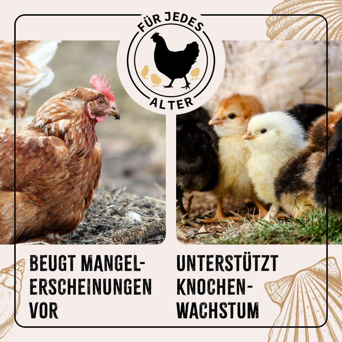 Hühner und Küken mit grünem Infotext. 
