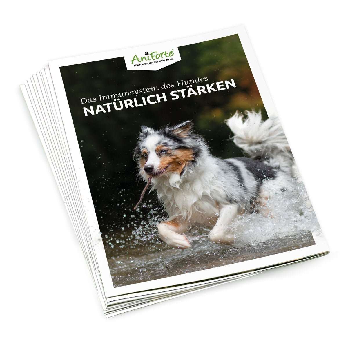 Flyer zur Stärkung des Immunsystems von Hunden, mit spielendem Hund im Wasser.